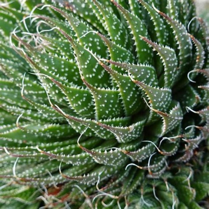 The Ultimate Guide To Linet Bush Plants: Care, Propagation, And Uses